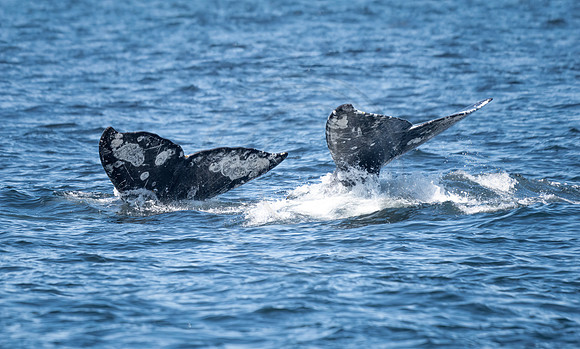 Gray Whales Channel Islands