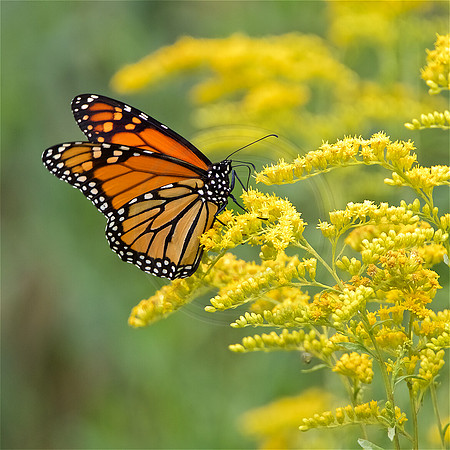 Monarch