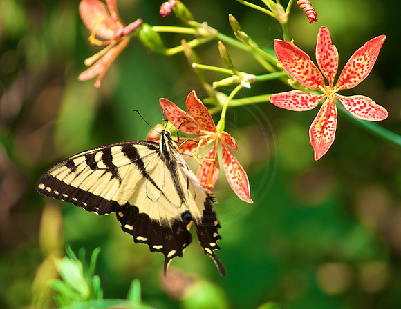 Tiger Swallowtail