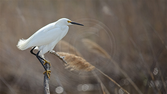Snowy Egret