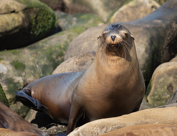 Sea Lion