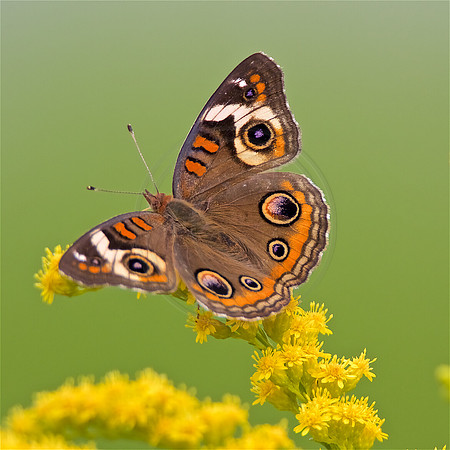 Buckeye
