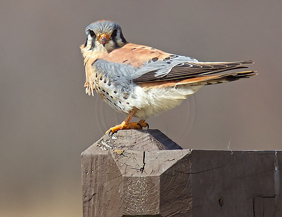 American Kestrel Male