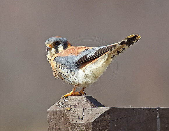 American Kestrel Male