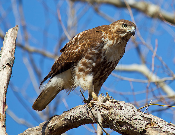 Young Red-Tailed Hawk