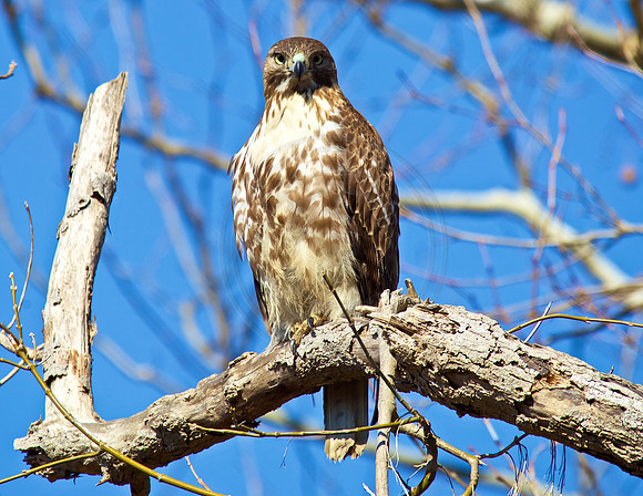 Young Red-Tailed Hawk