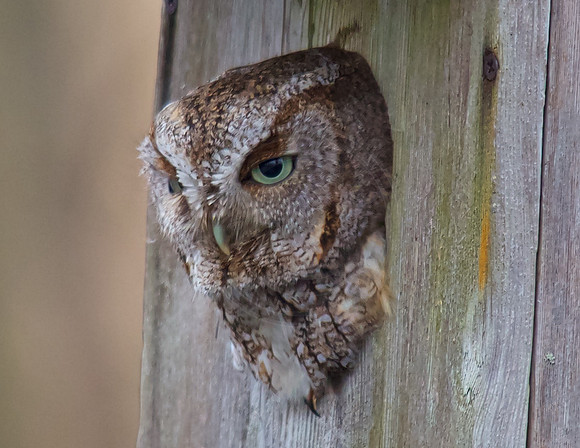 Eastern Screech-Owl