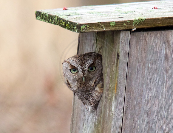 Eastern Screech-Owl