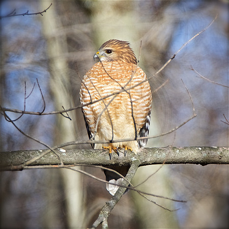 Red Shouldered Hawk