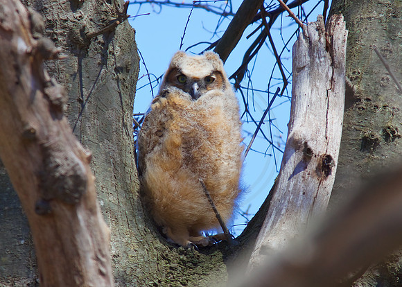 Owlet, Great Horned Owl