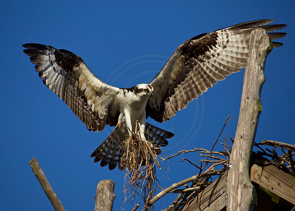 Osprey Sassafras River
