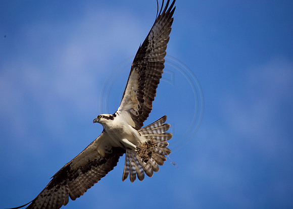 Osprey Sassafras River