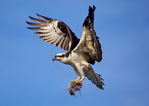 Osprey Sassafras River