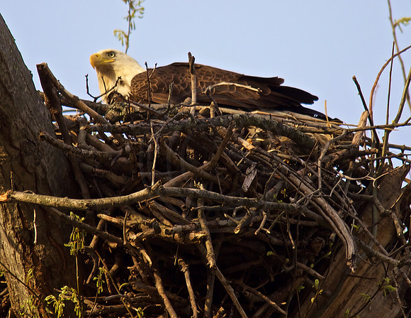 Female on the nest in Newark, DE