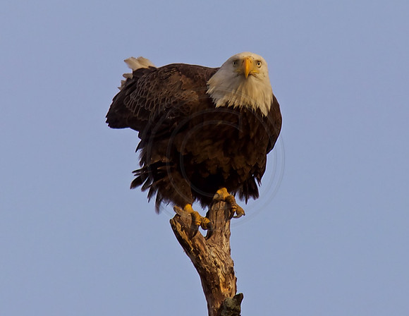 Male, Newark DE