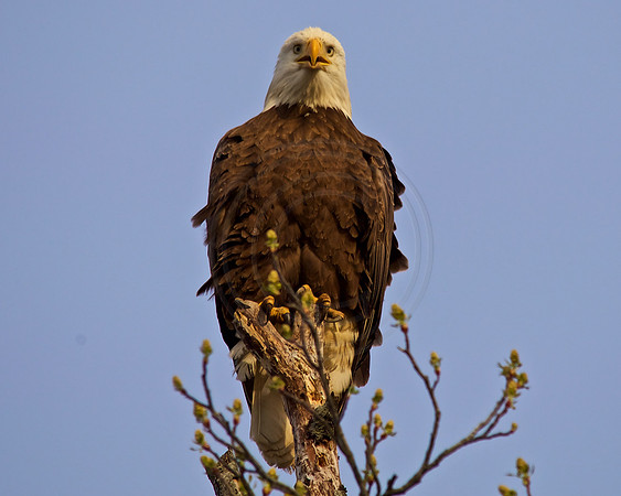 Male, Newark DE