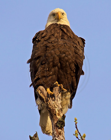 Male, Newark DE