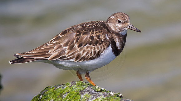 Ruddy Turnstone
