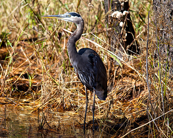 Great Blue Heron