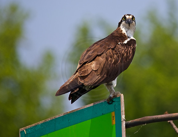 Male Osprey