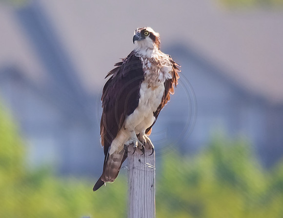 Female Osprey