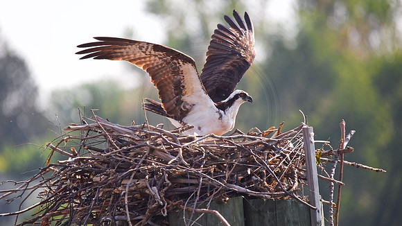Female Osprey