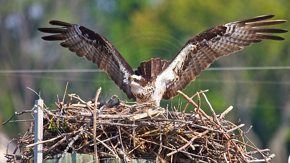Female Osprey