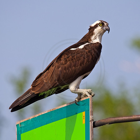 Male Osprey
