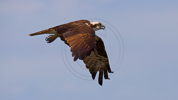 Osprey