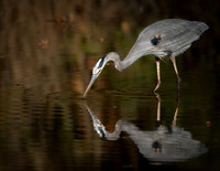 GBH