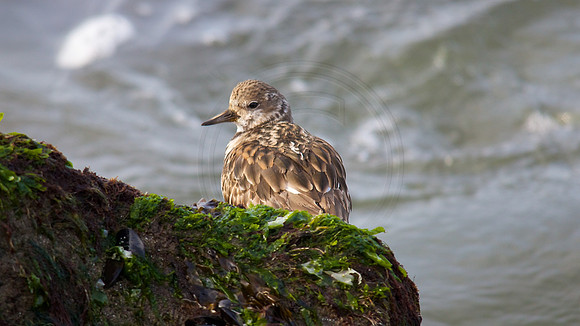 Rudy Turnstone, IRI