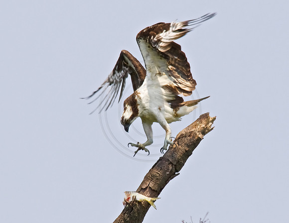 Male Osprey