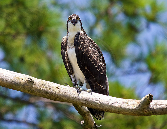 Juvenile Osprey