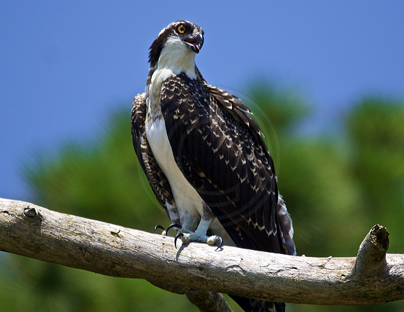 Juvenile Osprey