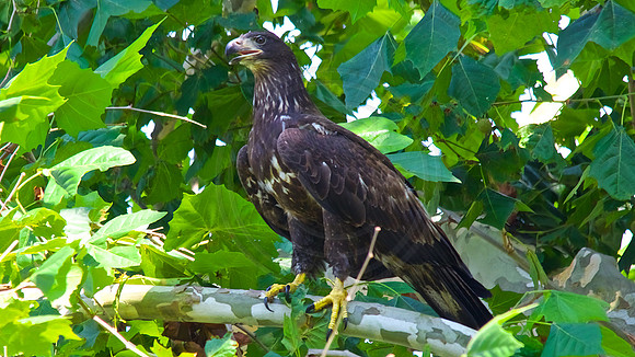 Juvenile Eagle