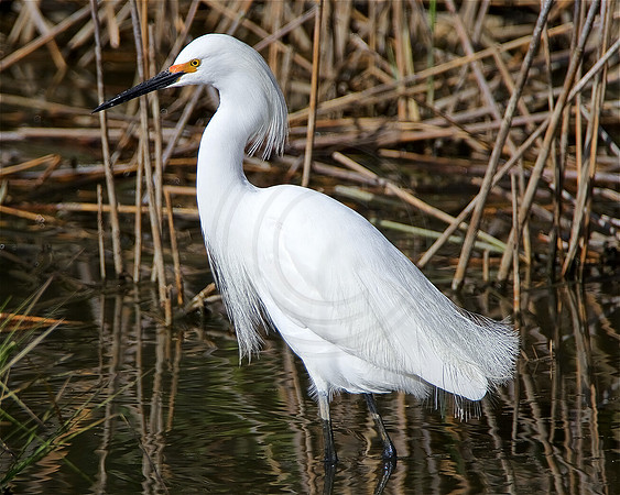 Snowy Egret, breeding; lacy plumes