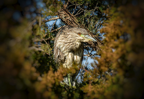 Juv Black-crowned Night Heron