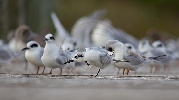 Tern