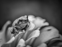 Cope's Gray Tree Froglet