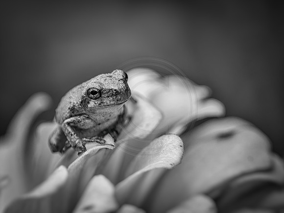 Cope's Gray Tree Froglet