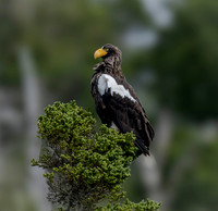 Steller's Sea Eagle