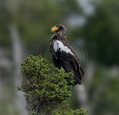 Steller's Sea Eagle