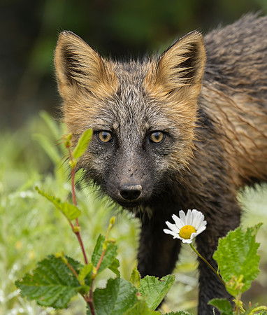 Cross Fox NL