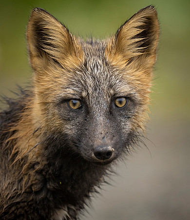 Cross Fox NL