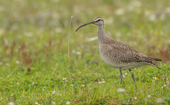 Hudsonian Whimbrel, NL