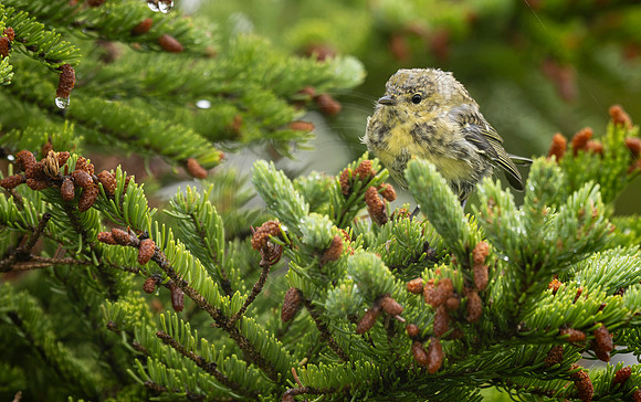 Blackpoll fledgling, NL