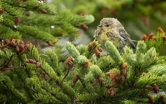 Cape May Warbler, NL