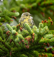 Blackpoll fledgling, NL