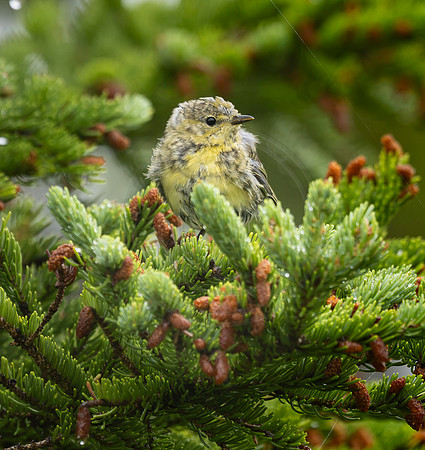 Blackpoll fledgling, NL