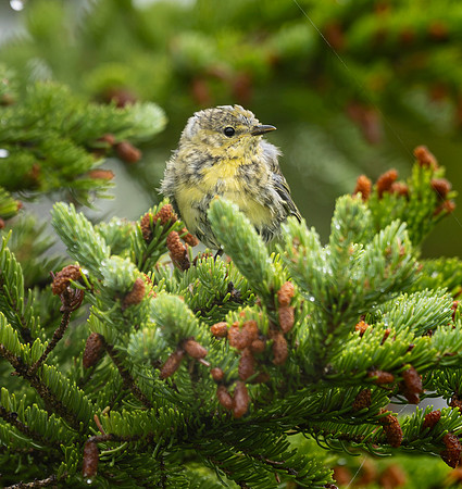 Cape May Warbler, NL
